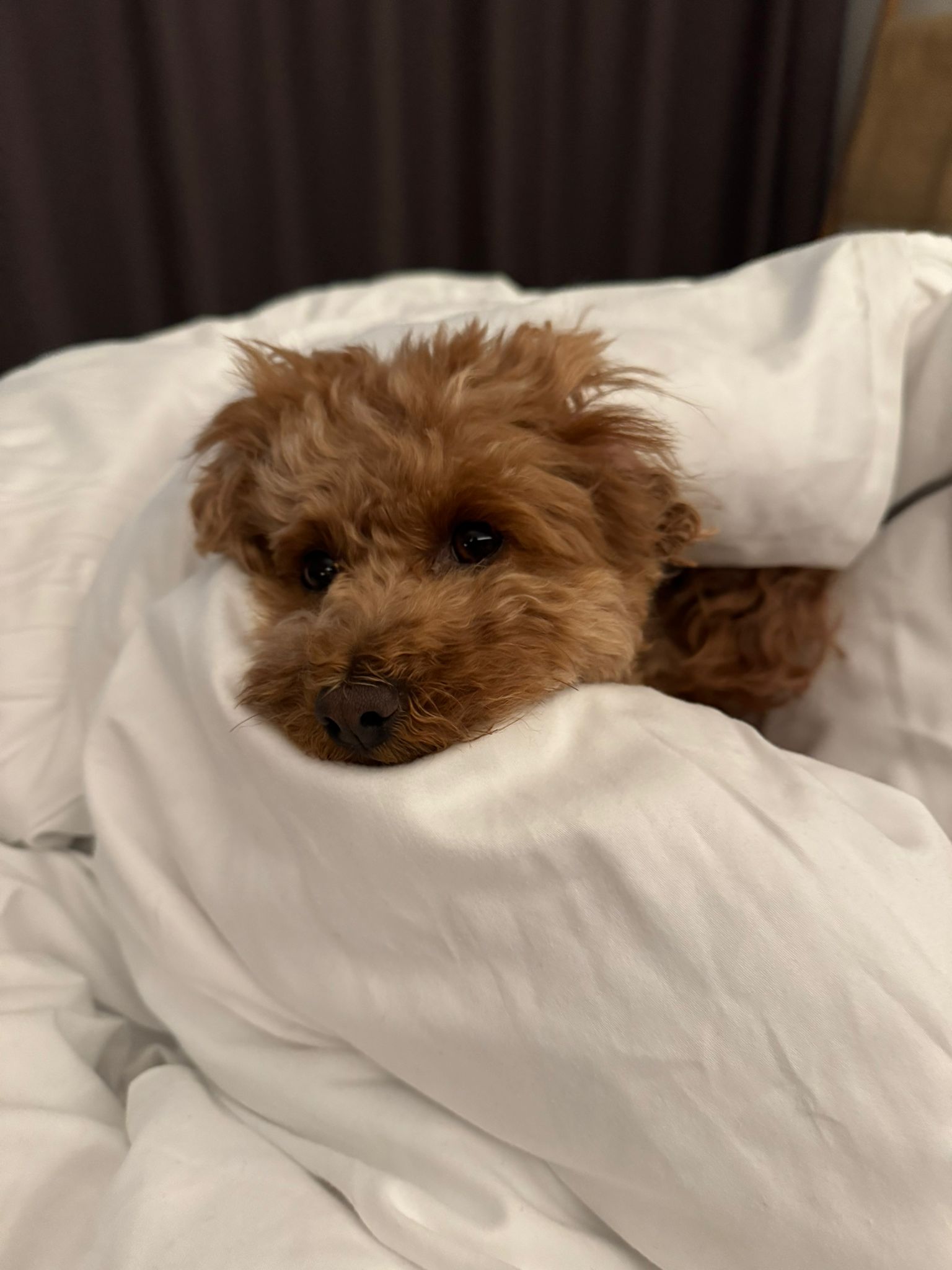 Kleiner Hund gemütlich eingekuschelt
