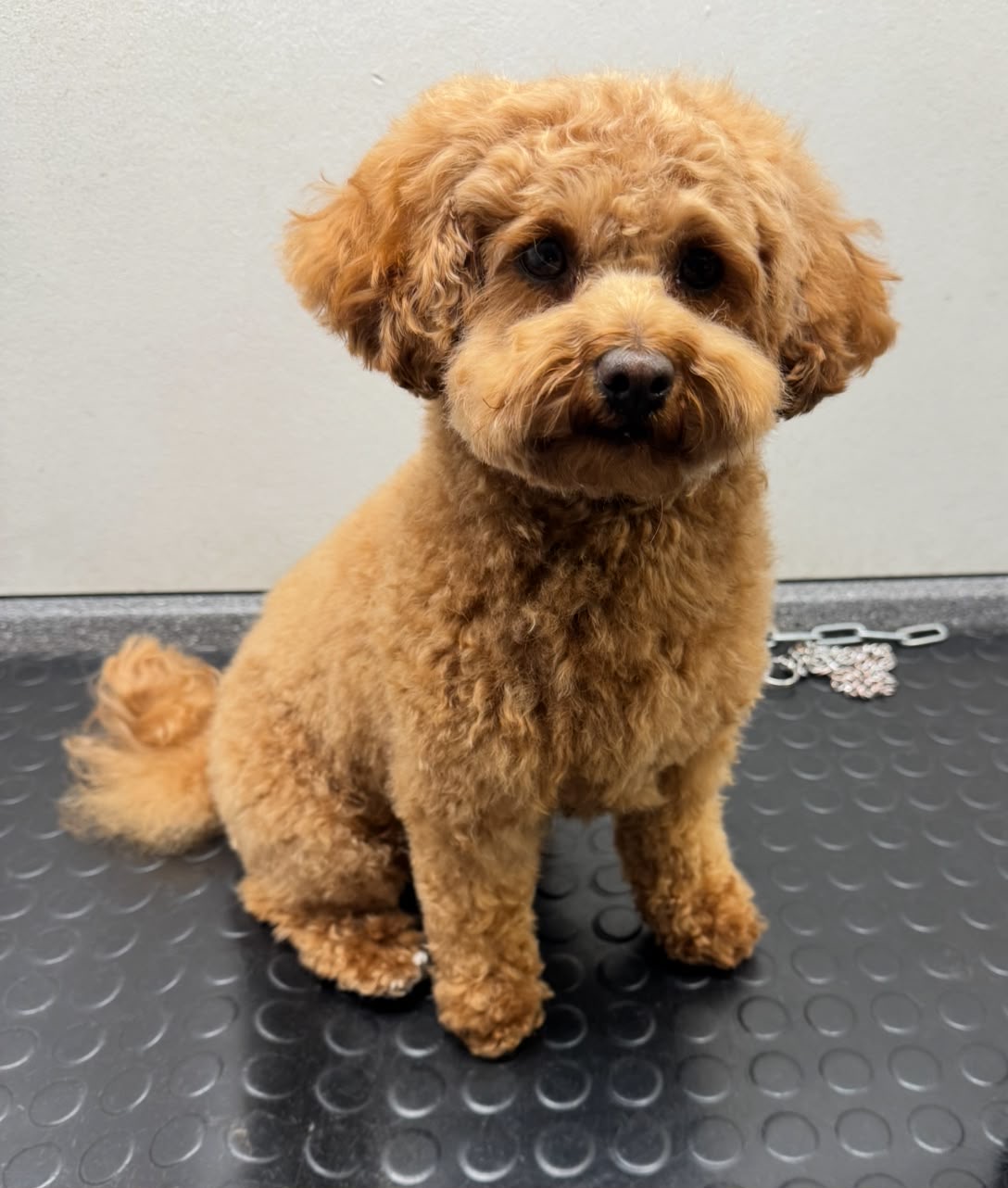 Apricotfarbener Hund nach der Pflege im Salon