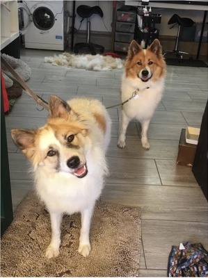 Echter Einblick aus Ankes Hundesalon