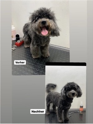 Vorher-Nachher aus Ankes Hundesalon