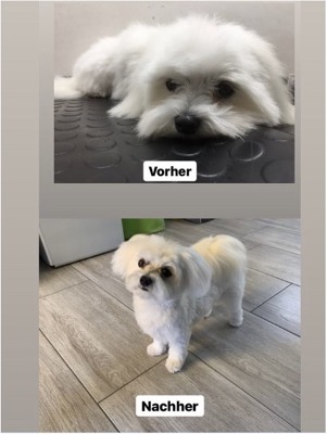Vorher-Nachher eines kleinen weißen Hundes