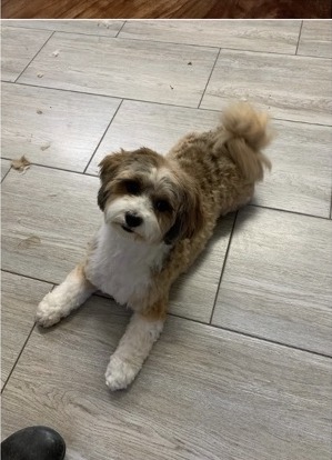 Hund im Salon