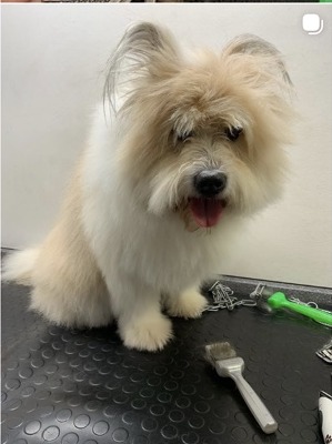 Frisch gepflegter Hund auf dem Groomingtisch