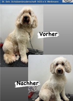 Vorher-Nachher aus dem Hundesalon